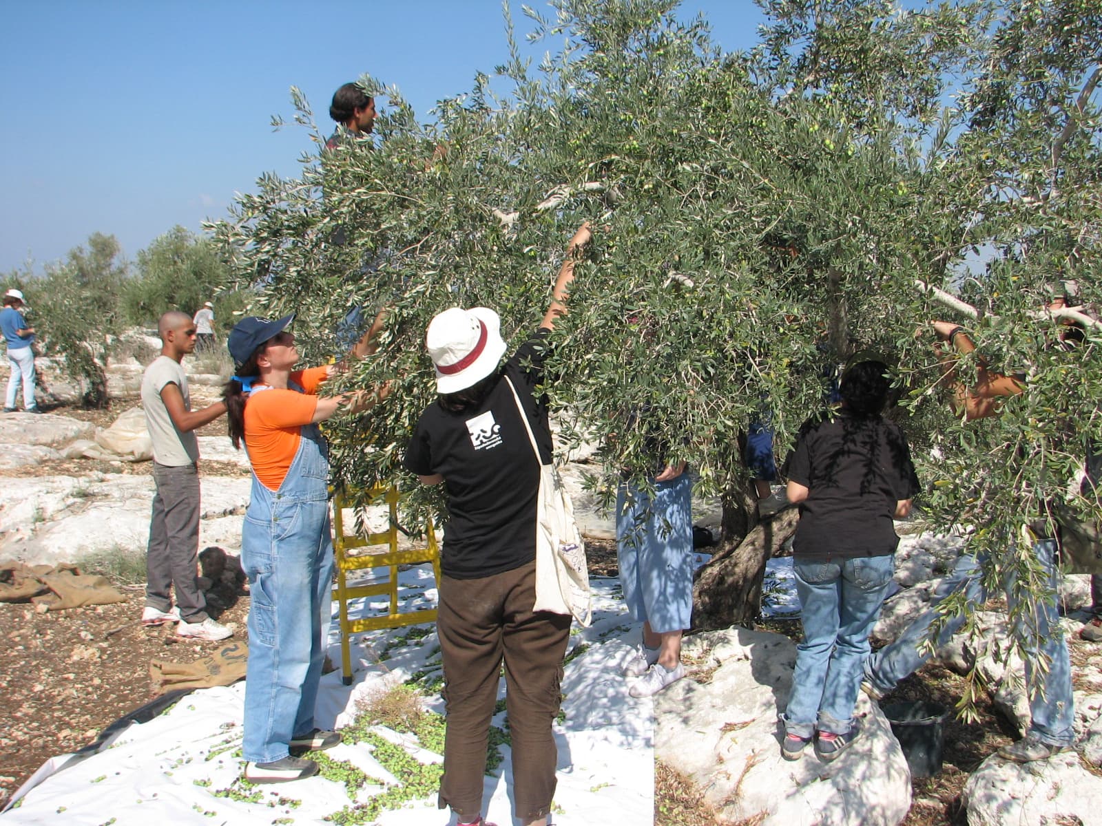 Archive photograph of an olive harvest in the West Bank; illustrative image, not the October 2026 attack.